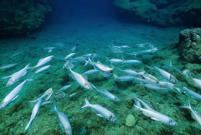 鲫鱼的生活环境；鲫鱼的生活环境及钓法