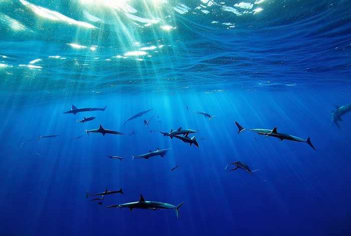 虎鲸生活在什么地方?,虎鲸生活在什么地方 虎鲸生活在什么地方?,虎鲸生活在什么地方