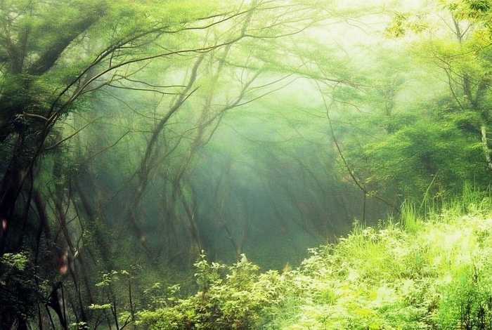 蜂鸟生活在丽江吗;蜂鸟生活在哪里 蜂鸟生活在丽江吗;蜂鸟生活在哪里