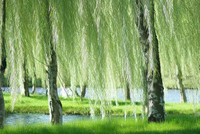 柳树的生活环境及形态特征（柳树的生活环境及形态特征描写）