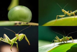宠物螳螂从小到大的生活 - 宠物螳螂从小到大的生活方式