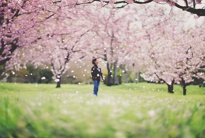等待生活的某些时刻,能刚好站在一颗开花的树下 - 生活在妙不可言的等待中,等待着随便哪种未来