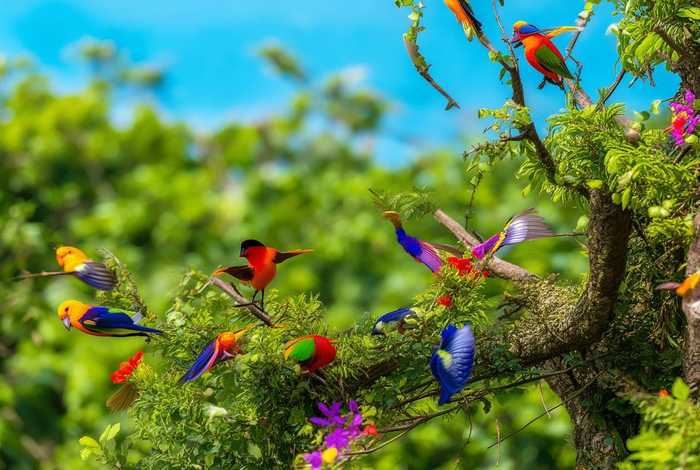 虎皮鹦鹉的生活习性绘画(虎皮鹦鹉的生活环境) 虎皮鹦鹉的生活习性绘画(虎皮鹦鹉的生活环境)