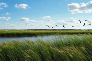 大雁生活在哪里需要什么样的环境（大雁生活在哪里需要什么样的环境呢）