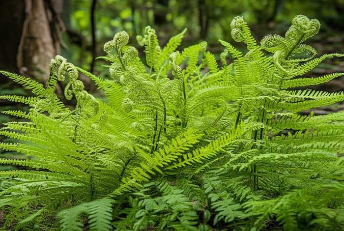蕨类植物生活环境？及结构特点？，蕨类植物生活环境？及结构特点是什么