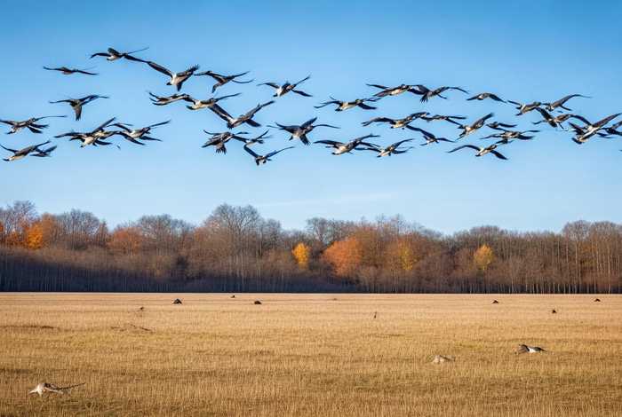 大雁生活在哪里呢（大雁生活在哪里呢视频）