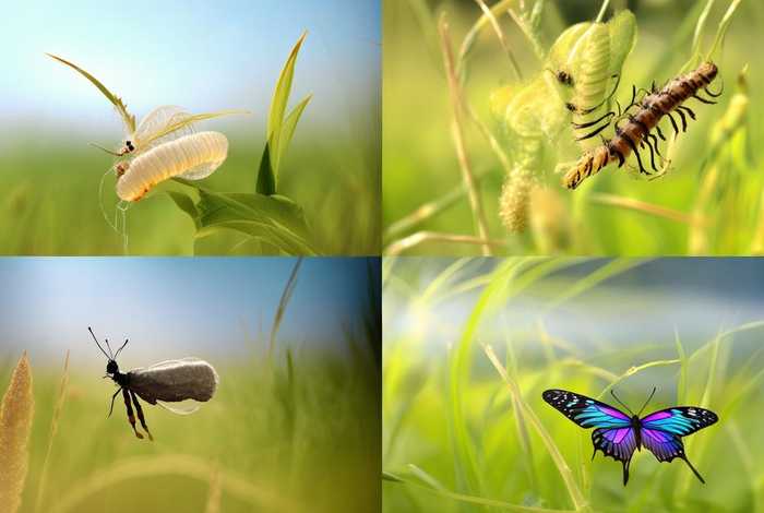 蚕的生活周期,蚕的生活周期是几天 蚕的生活周期,蚕的生活周期是几天