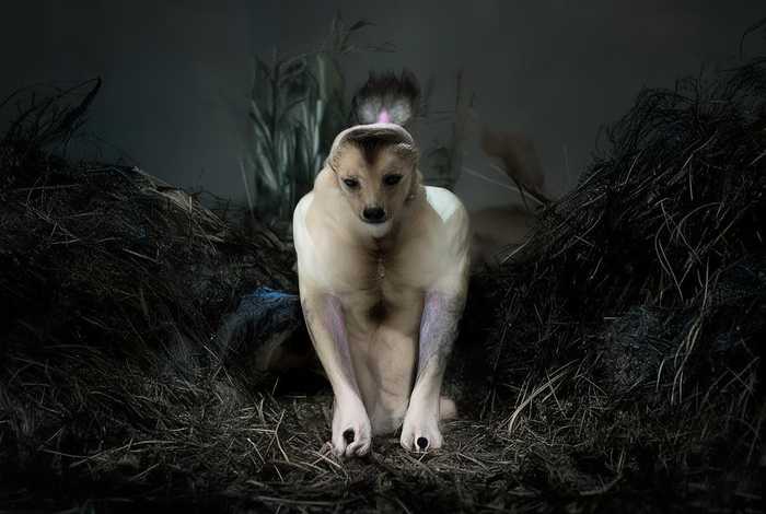 虎鲸的生活习性资料说明文(秒懂百科虎鲸的生活) 虎鲸的生活习性资料说明文(秒懂百科虎鲸的生活)