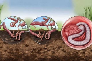 简述钩虫的生活史 - 简述钩虫的生活史？