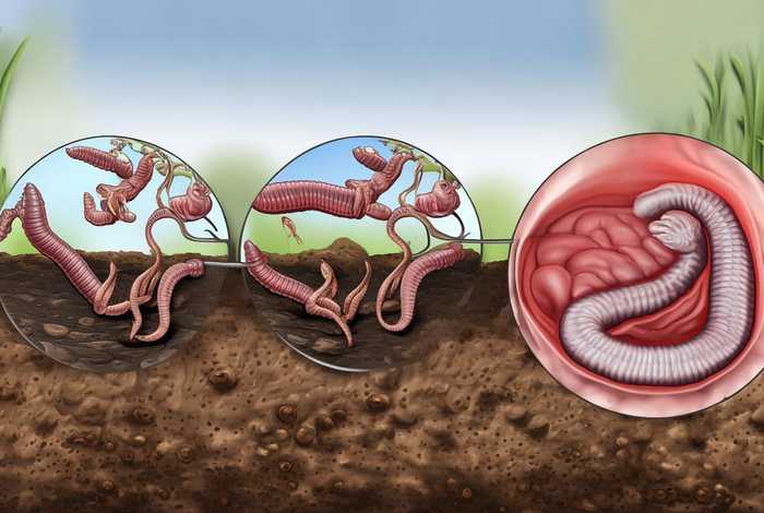 简述钩虫的生活史 - 简述钩虫的生活史？