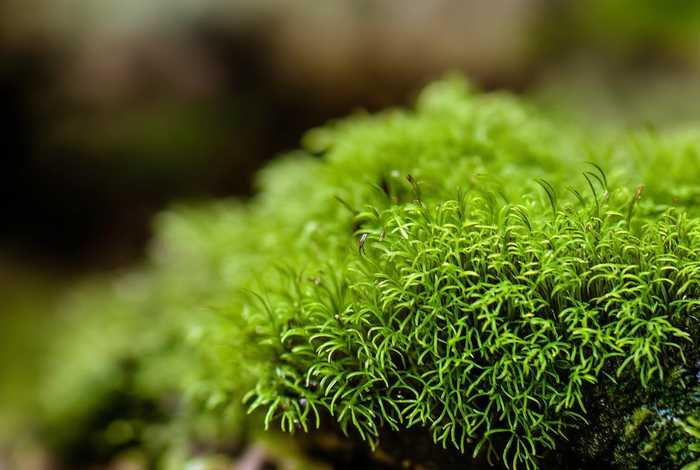 葫芦藓资料,葫芦藓的资料 葫芦藓资料,葫芦藓的资料