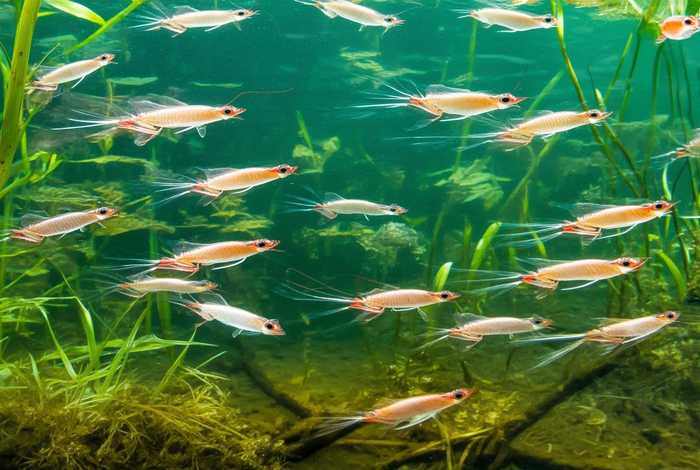 河虾生活温度、河虾的生活温度