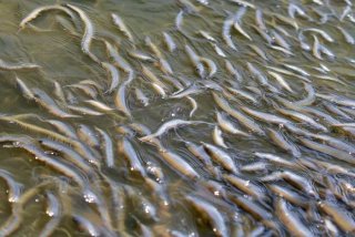 刚放塘2天泥鳅水花生活习性（泥鳅水花苗下塘后几天能看见）