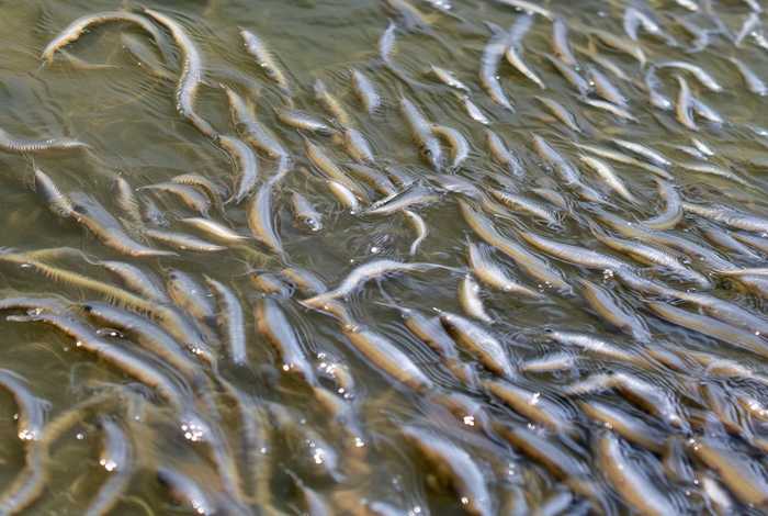 刚放塘2天泥鳅水花生活习性（泥鳅水花苗下塘后几天能看见）