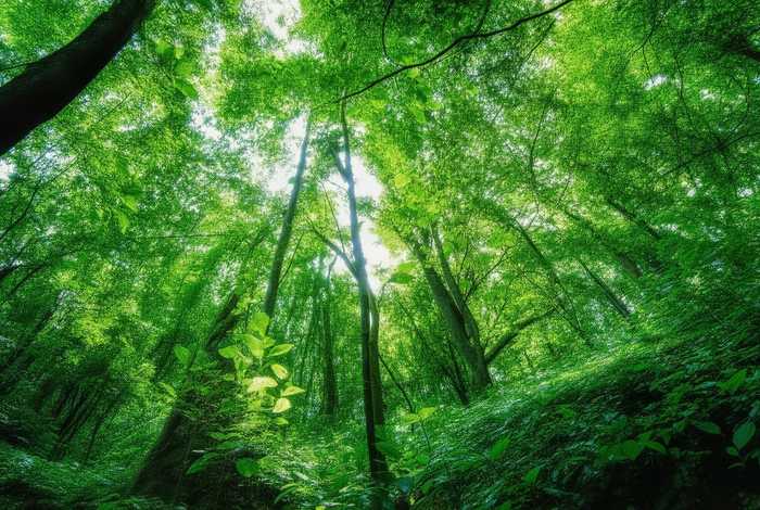 孔雀的生长环境要求 孔雀的生长环境要求是什么