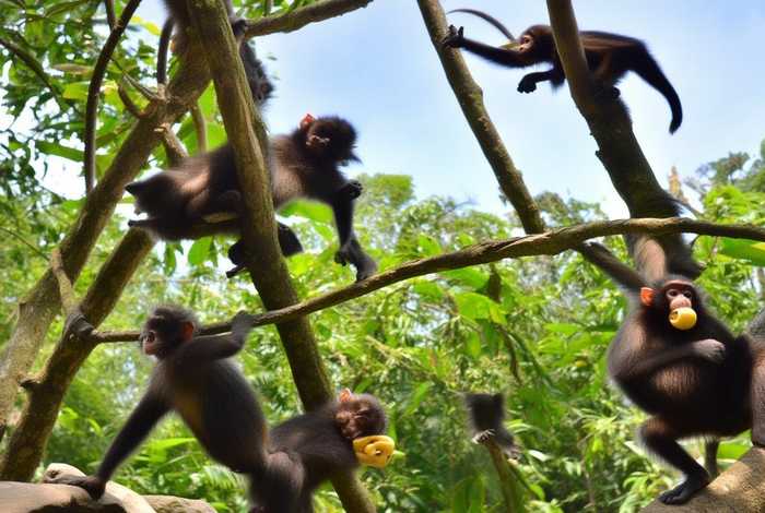 猴子的生活特点 猴子的生活特点作文