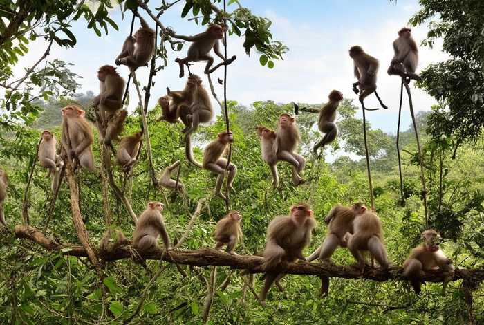 猴群生活记录；猴群生活记录怎么写