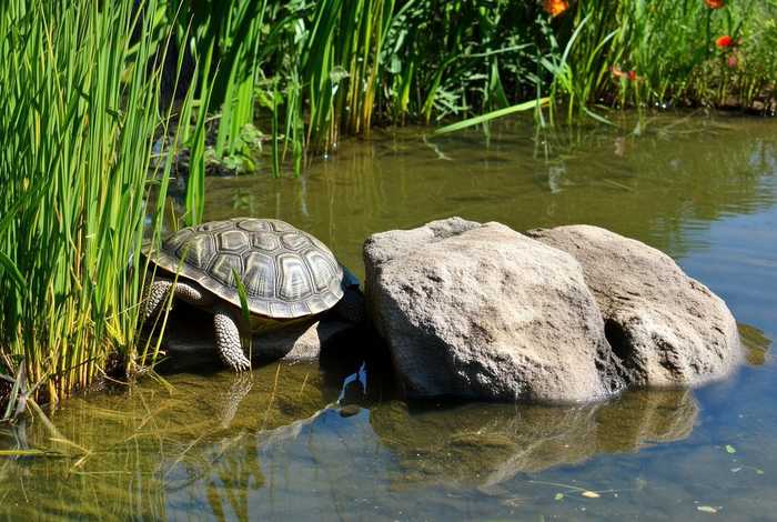 草龟生活环境造景、草龟生活环境造景图片