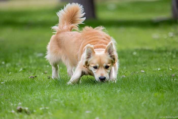 狗的生活习性性格是什么样的（狗的生活习性怎么写50字）