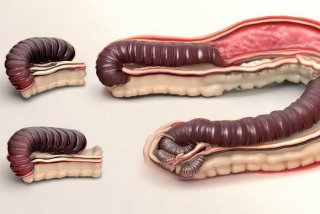 简述蛔虫的生活史特点 简述蛔虫的生活史特点有哪些