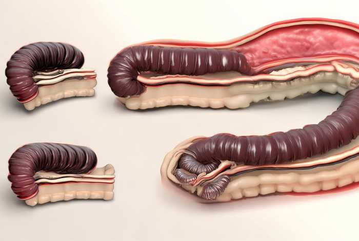 简述蛔虫的生活史特点 简述蛔虫的生活史特点有哪些