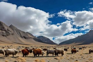 牦牛生活在哪里最多、牦牛生活在哪里最多呢