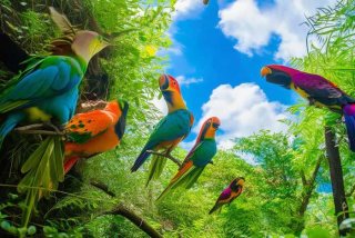 虎皮鹦鹉的生活习性、虎皮鹦鹉生活的环境