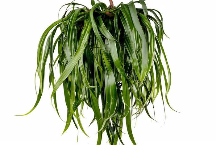 吊兰的习性特点外形作文，吊兰的外形特点怎么写