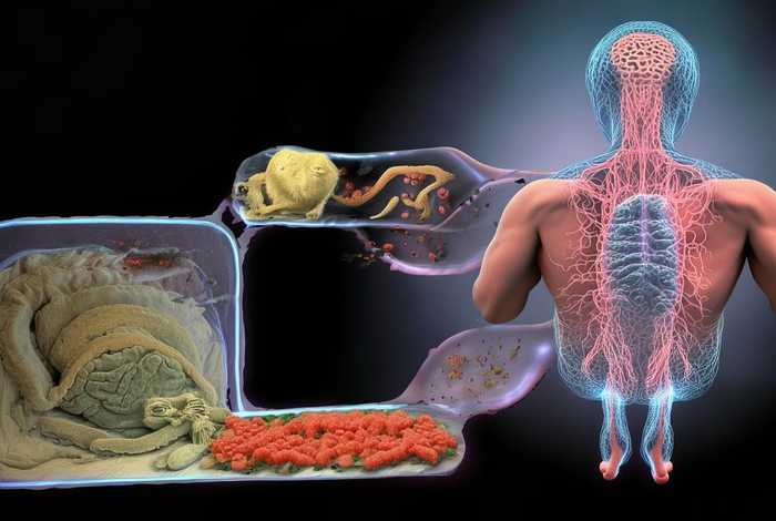 弓形虫的生活史有哪些（弓形虫的生活史有哪些类型）