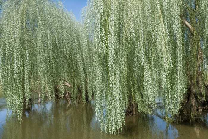 柳树的生活环境和主要特征来写 - 柳树的生活环境和主要特征描述 柳树的生活环境和主要特征来写 - 柳树的生活环境和主要特征描述