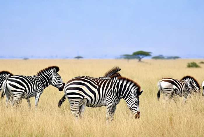 斑马生活的地方、斑马生活的地方有哪些 斑马生活的地方、斑马生活的地方有哪些