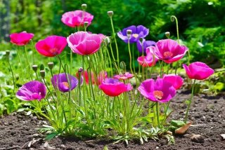 凤仙花生活环境（凤仙花生活环境和特征）