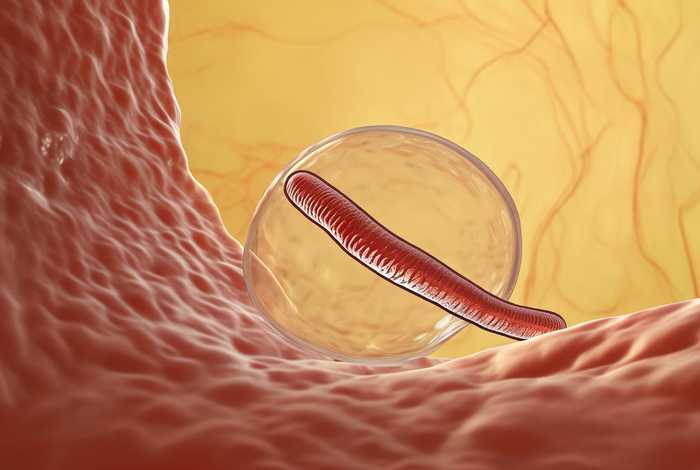 间日疟原虫生活史中在人体内发育的阶段是，简述间日疟原虫在人体内的发育过程