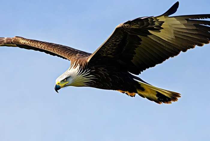 雕的生活特征和特点，雕的生活特征和特点英语
