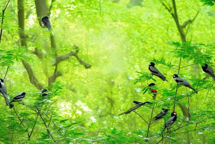 画眉鸟生活习性短视频，画眉鸟生活在什么地方