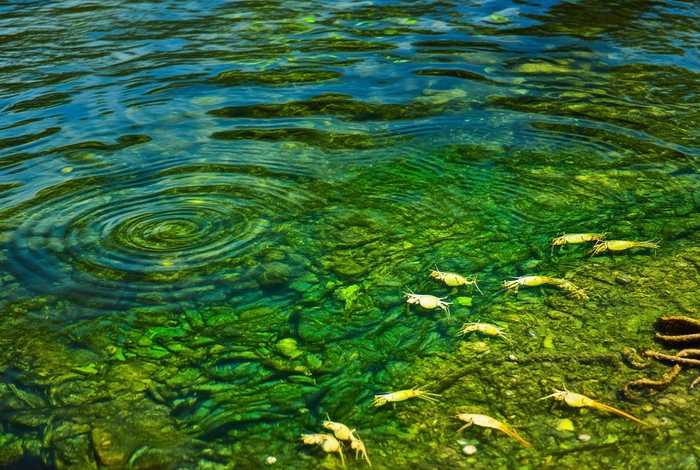 河虾的生活环境及特点、河虾的生活环境及特点是什么