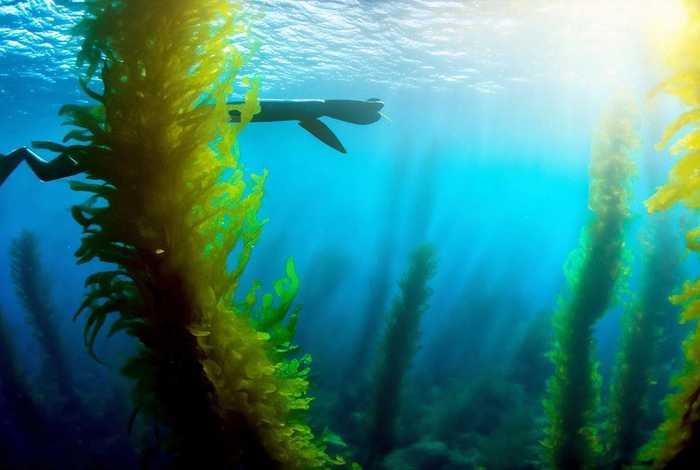 海参的生活环境特点（海参的生活环境特点有哪些）