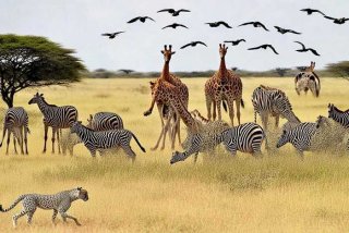 动物的生存方式有哪些 - 动物的生存方式有哪些英语