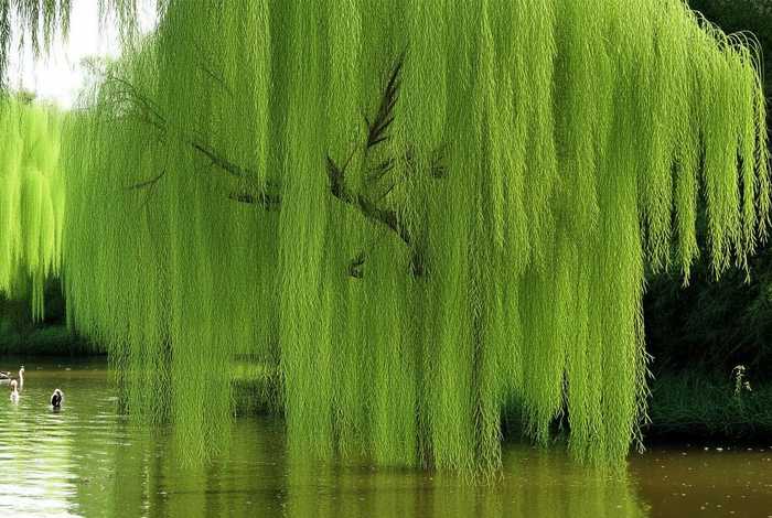 柳树的生活环境及数量；柳树的生活环境生物特征是什么？