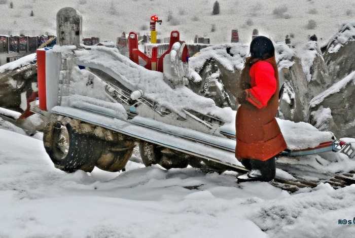 桂花的生长习性有哪些，桂花的生长特性
