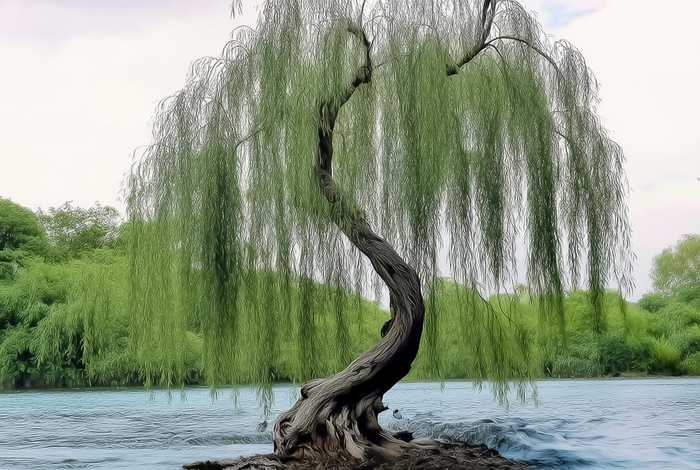 柳树的具体生活环境、柳树的具体生活环境是什么