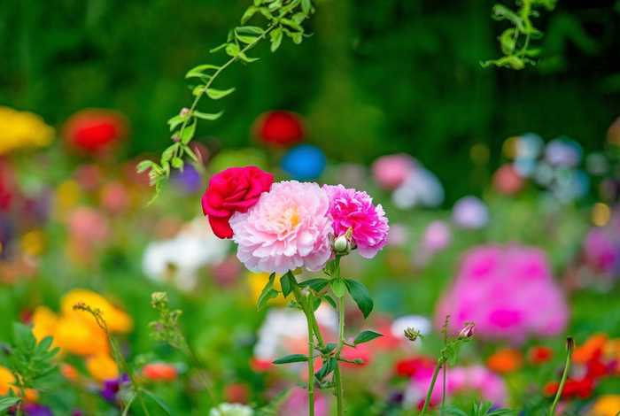 花木共生,花语是共生的花 花木共生,花语是共生的花