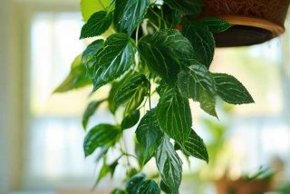 吊兰的习性与寓意、吊兰的寓意和象征风水