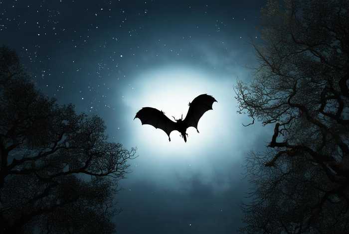 蝙蝠的生活英文,蝙蝠的生活英文翻译 蝙蝠的生活英文,蝙蝠的生活英文翻译