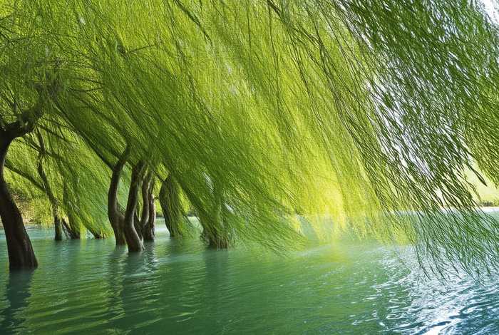 柳树的生活环境及特点、柳树的生活环境及特点是什么