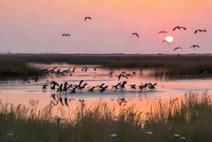 大雁生活地方图片；大雁生活地方图片欣赏