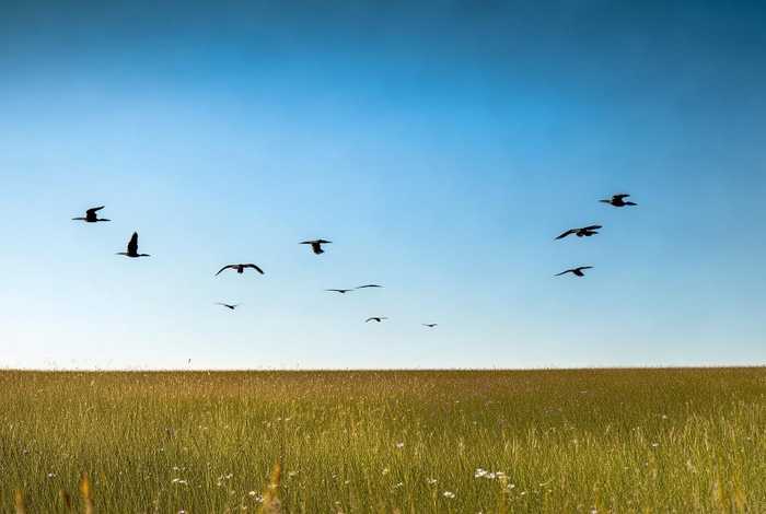 大雁是生活在哪里 大雁是生活在哪里的