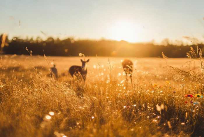 金色的草地生活中观察到了什么，金色的草地生活中观察到了什么和什么