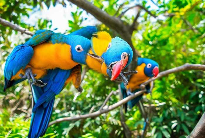 虎皮鹦鹉生活习性及特点描写、虎皮鹦鹉的生活特点