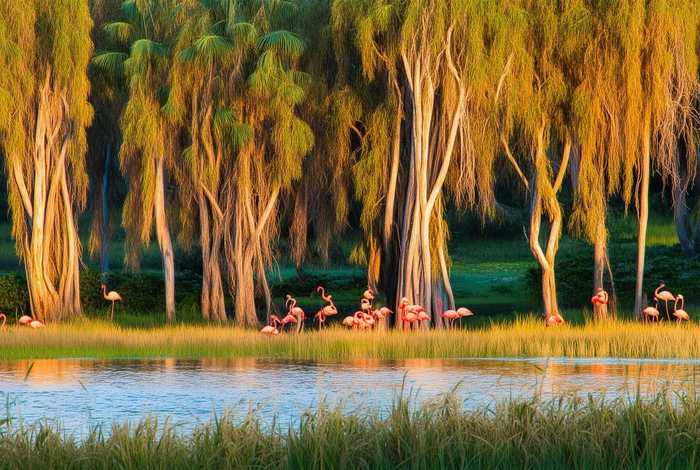 火烈鸟生活的地方有什么树? 火烈鸟生活的地方有什么树木 火烈鸟生活的地方有什么树? 火烈鸟生活的地方有什么树木